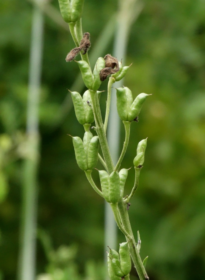 Image of Aconitum kirinense specimen.