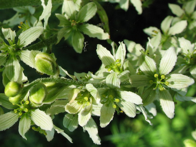 Image of Veratrum grandiflorum specimen.