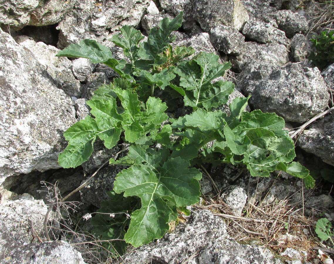 Image of Crambe koktebelica specimen.