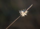 Phleum alpinum. Верхушка сухого генеративного побега с осыпающимися колосками. Мурманская обл., окр. пос. Росляково, влажный луг у шоссе. 23.10.2016.