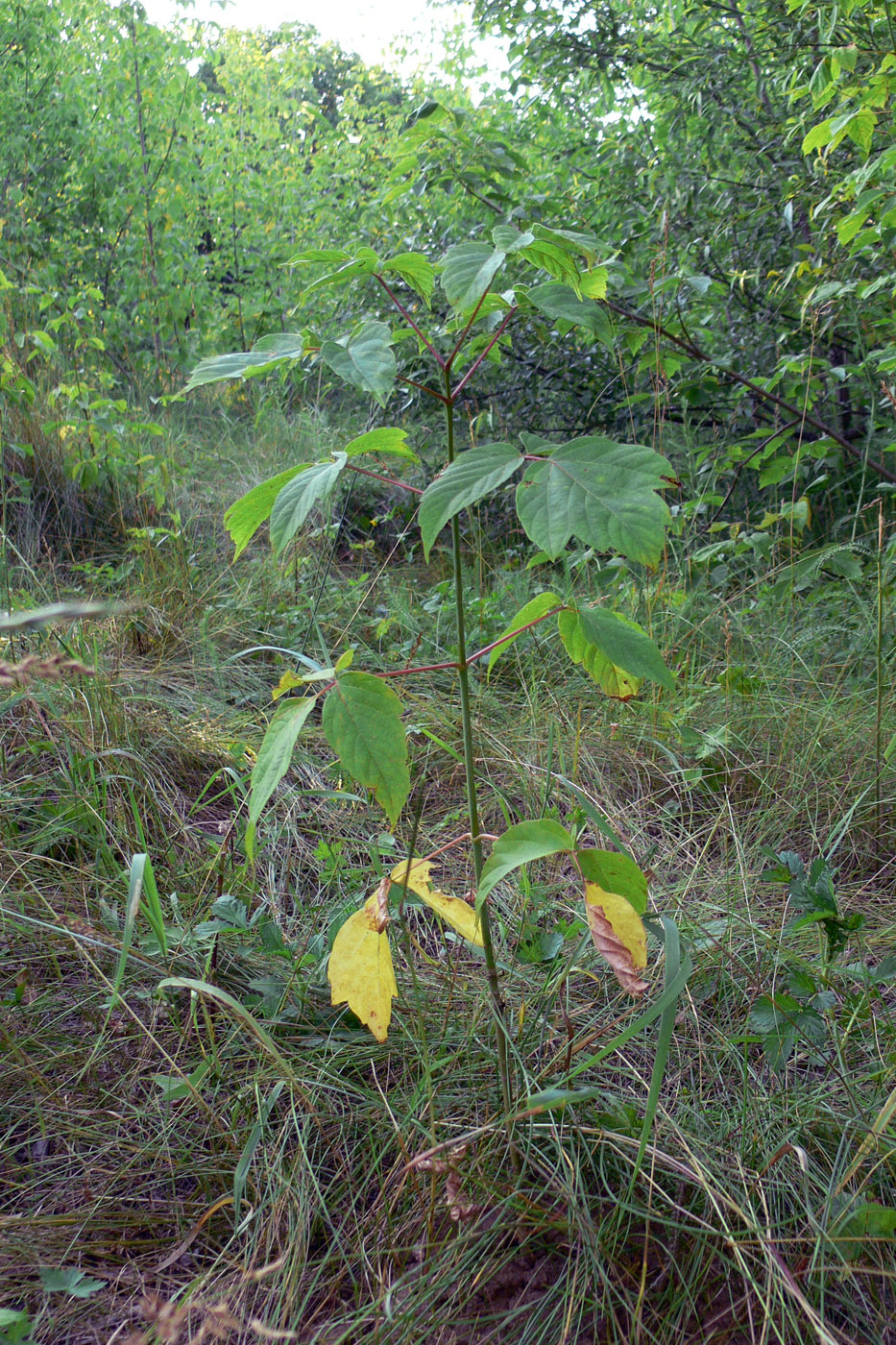 Image of Acer negundo specimen.