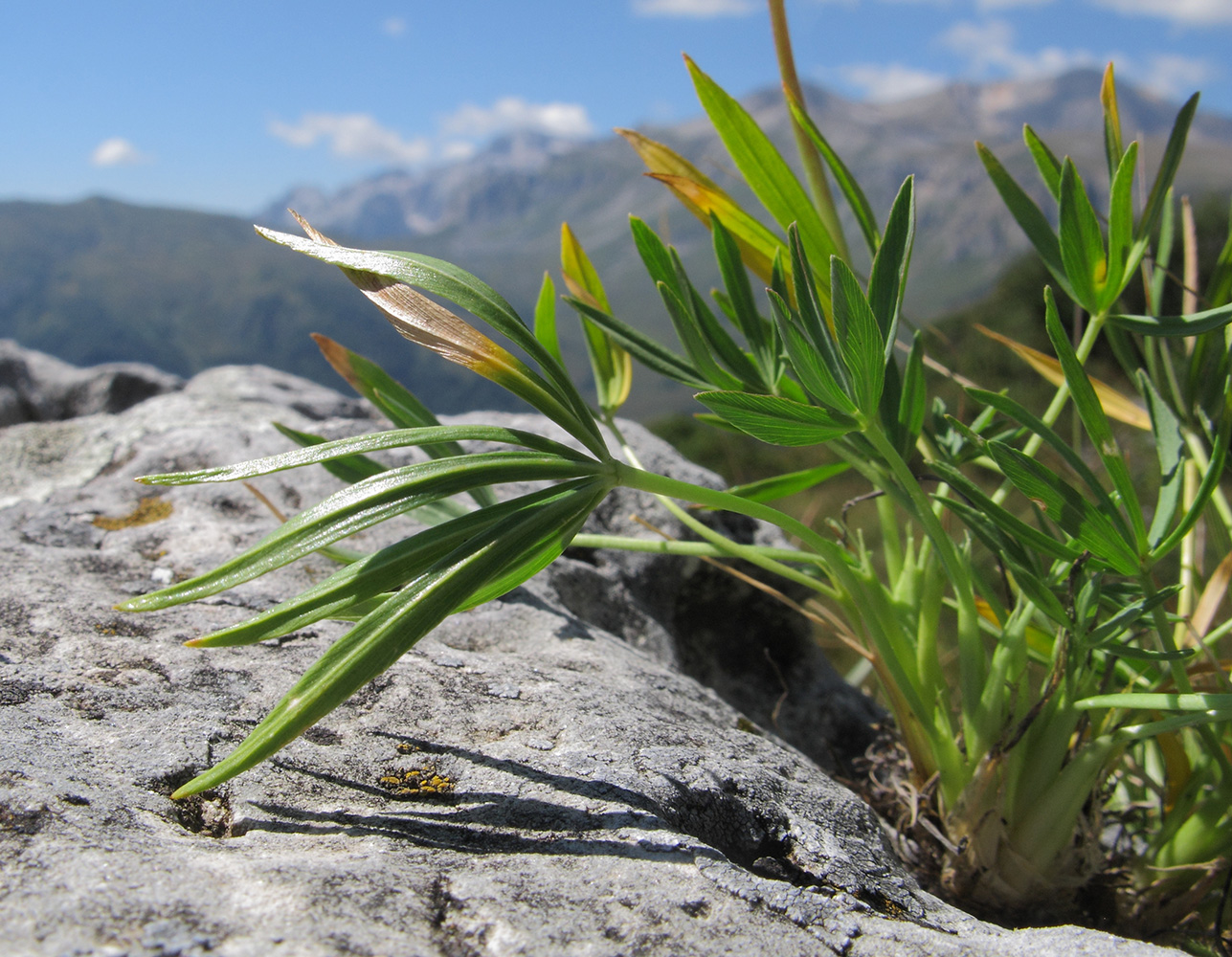 Image of Trifolium polyphyllum specimen.