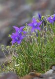 Campanula turczaninovii. Цветущее растение. Восточный Саян, хр. Большой Саян, басс р. Хараганта, каменистый склон с луговой растительностью. 23.07.2015.