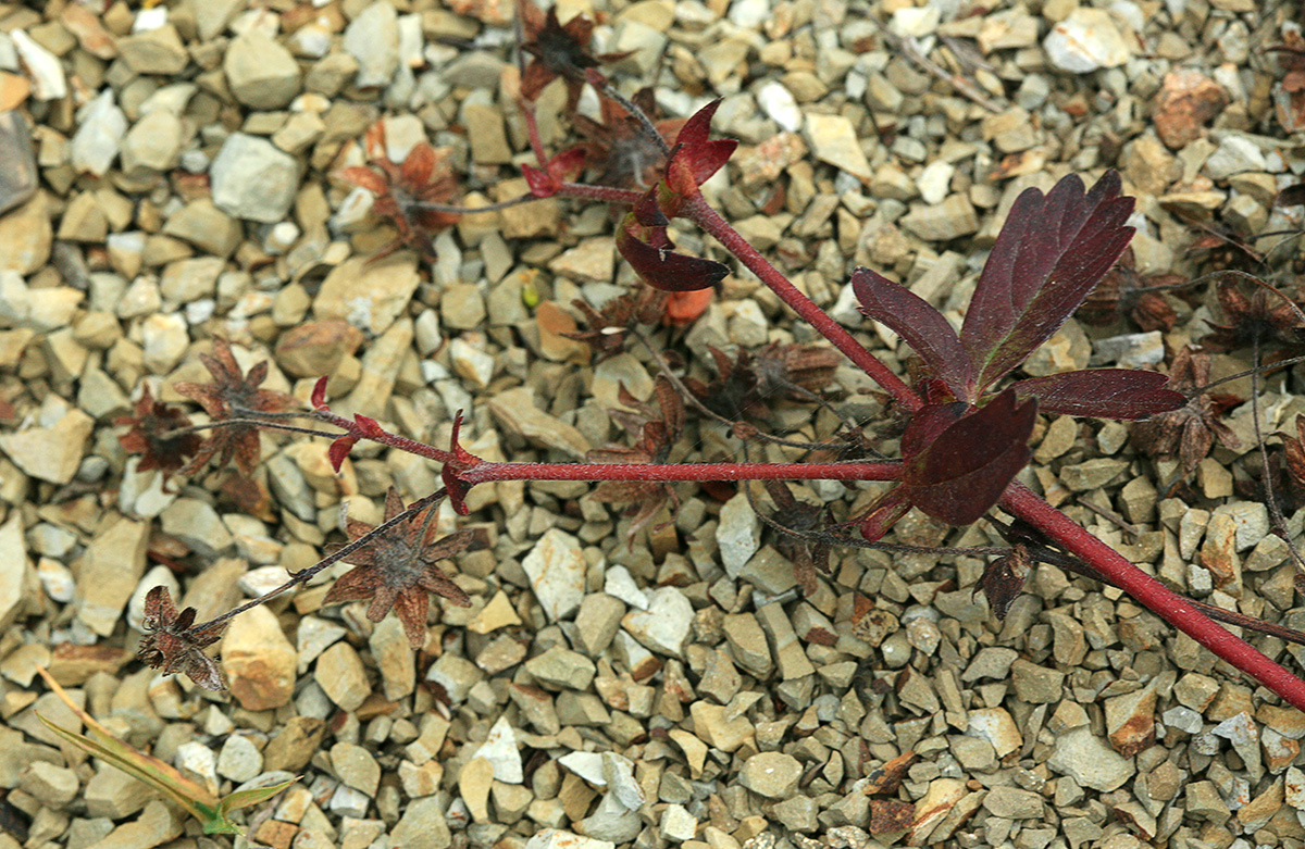 Image of Potentilla sprengeliana specimen.