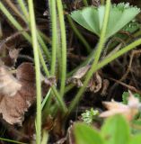 Alchemilla omalophylla. Нижняя часть побега. Алтай, Семинский перевал. 25.08.2009.