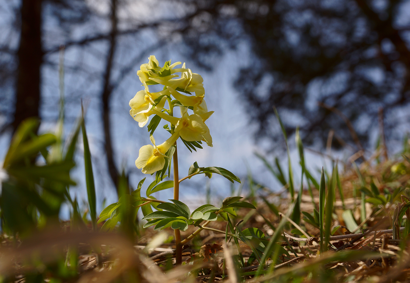 Image of Corydalis bracteata specimen.