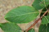 Populus suaveolens