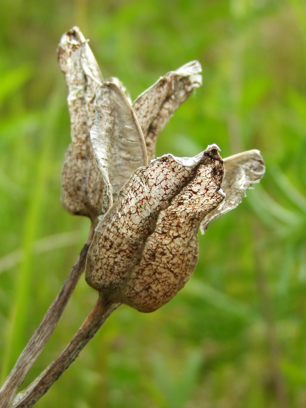 Image of Iris setosa specimen.