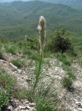 Asphodeline taurica