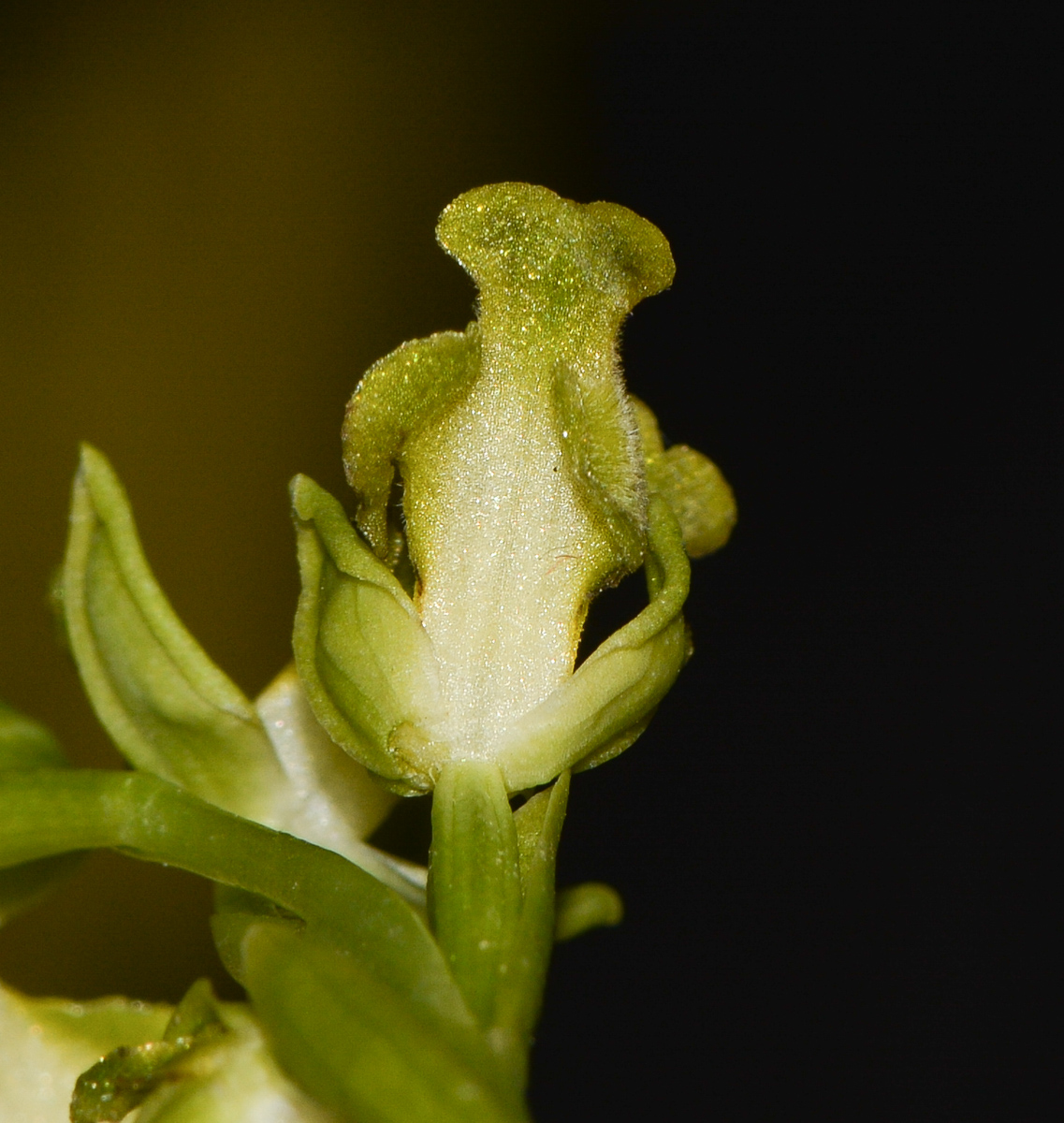 Image of Ophrys lutea ssp. galilaea specimen.