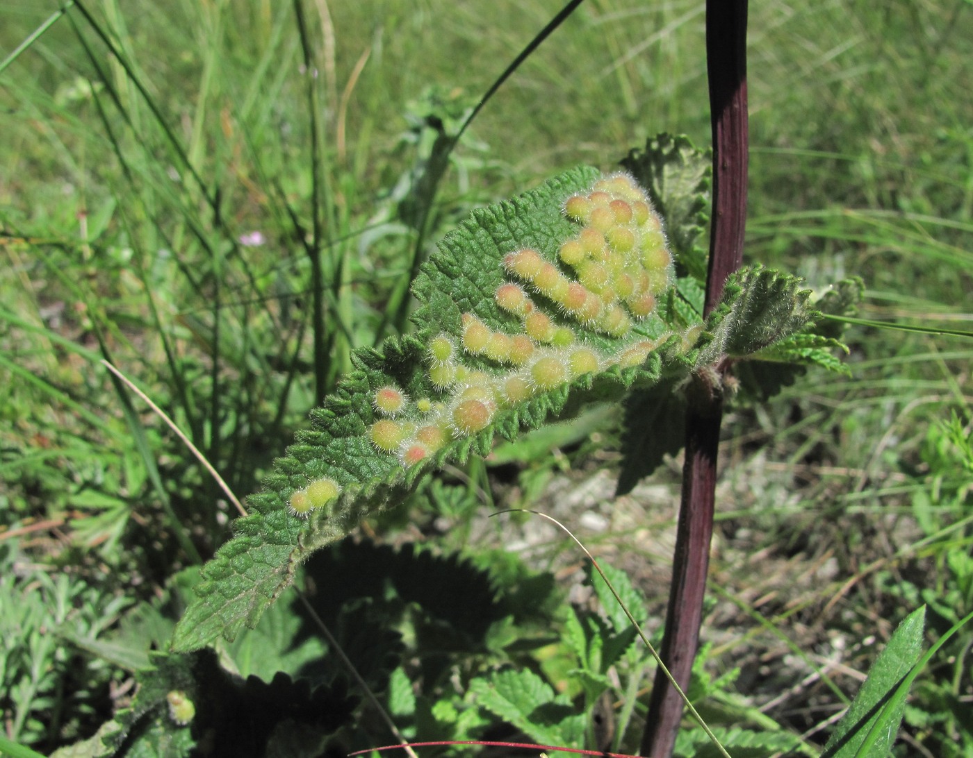 Image of Phlomoides tuberosa specimen.