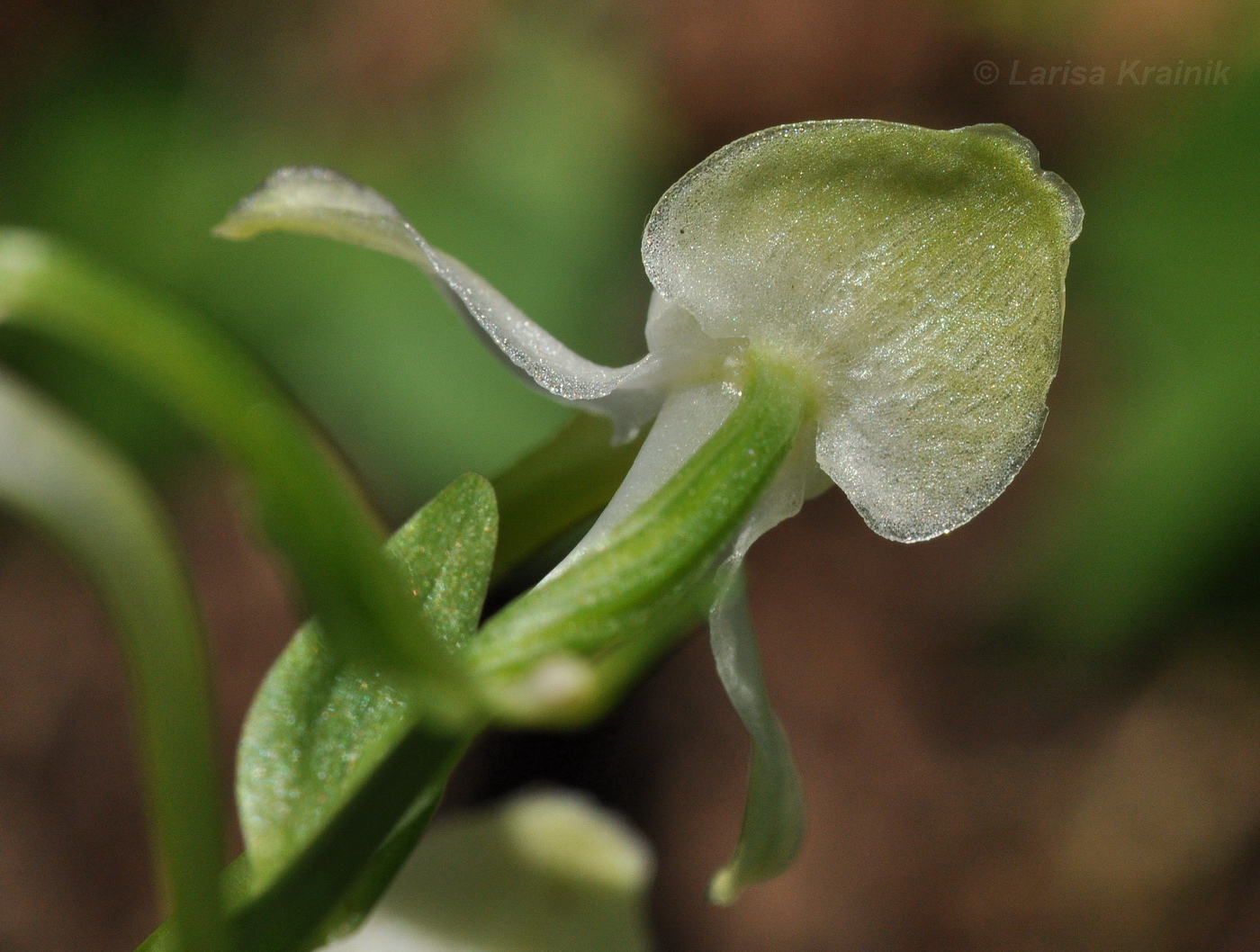 Изображение особи Platanthera densa.