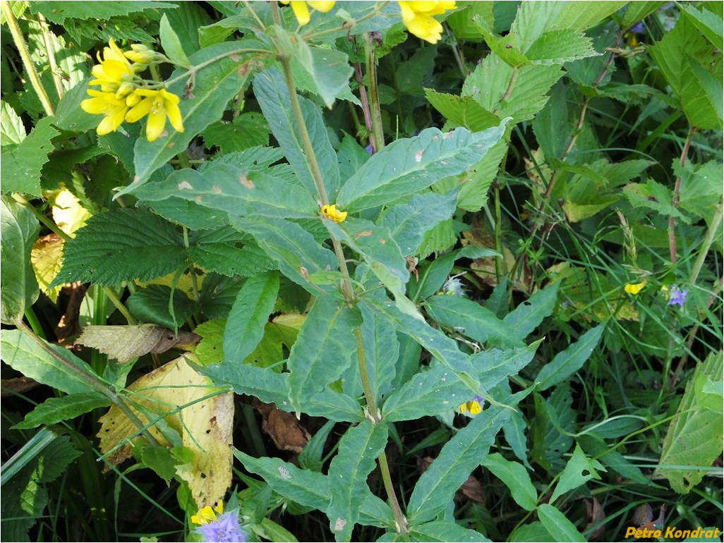 Изображение особи Lysimachia vulgaris.