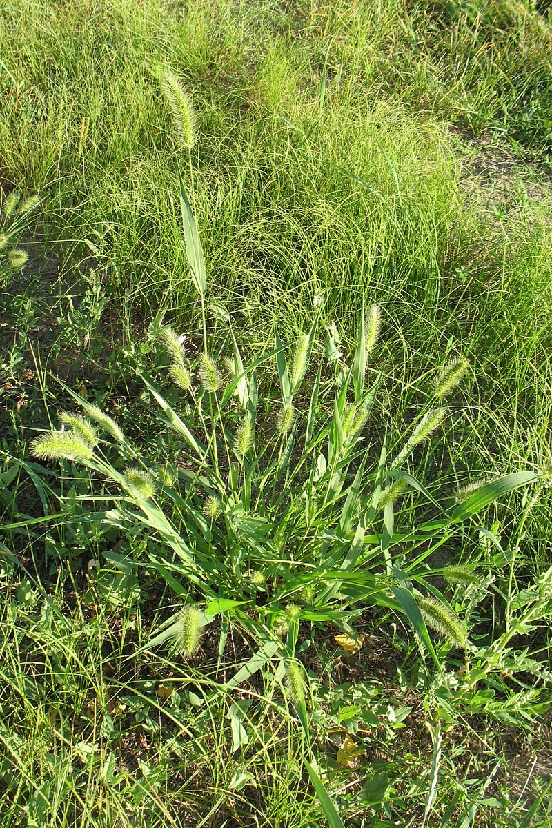 Image of Setaria viridis specimen.