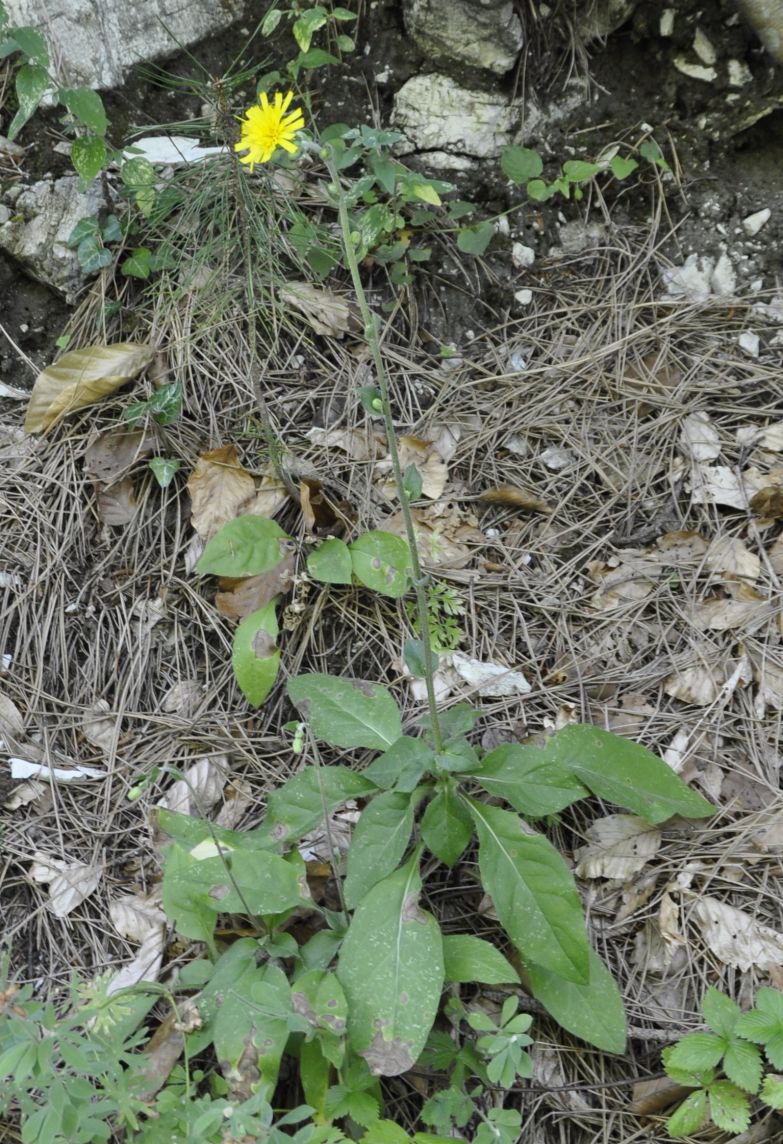 Image of genus Hieracium specimen.