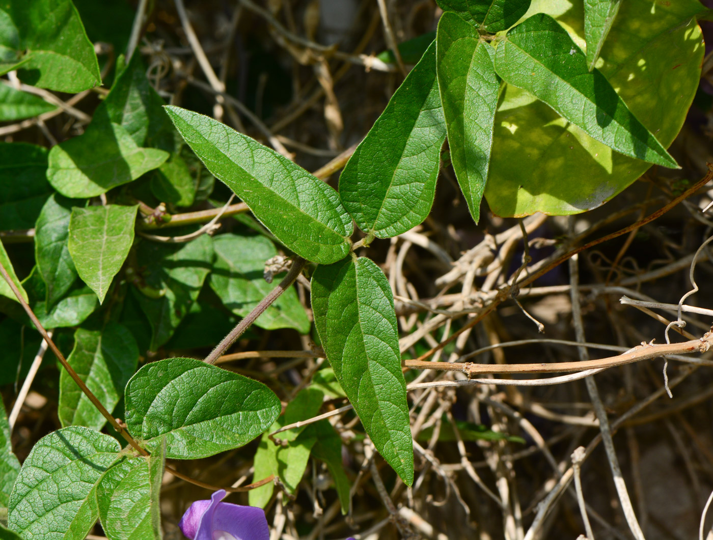 Изображение особи Vigna speciosa.