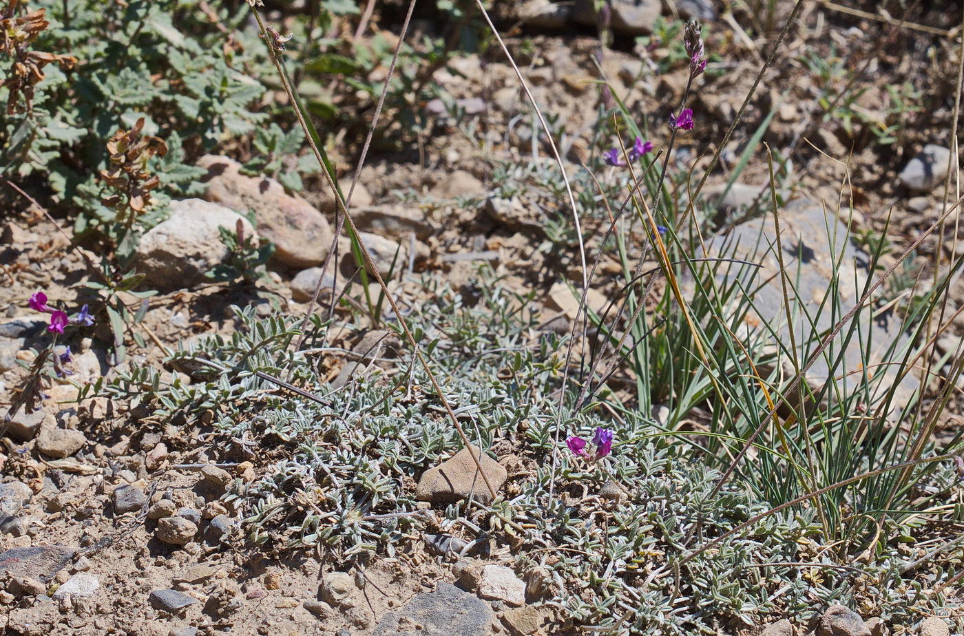 Изображение особи Oxytropis integripetala.