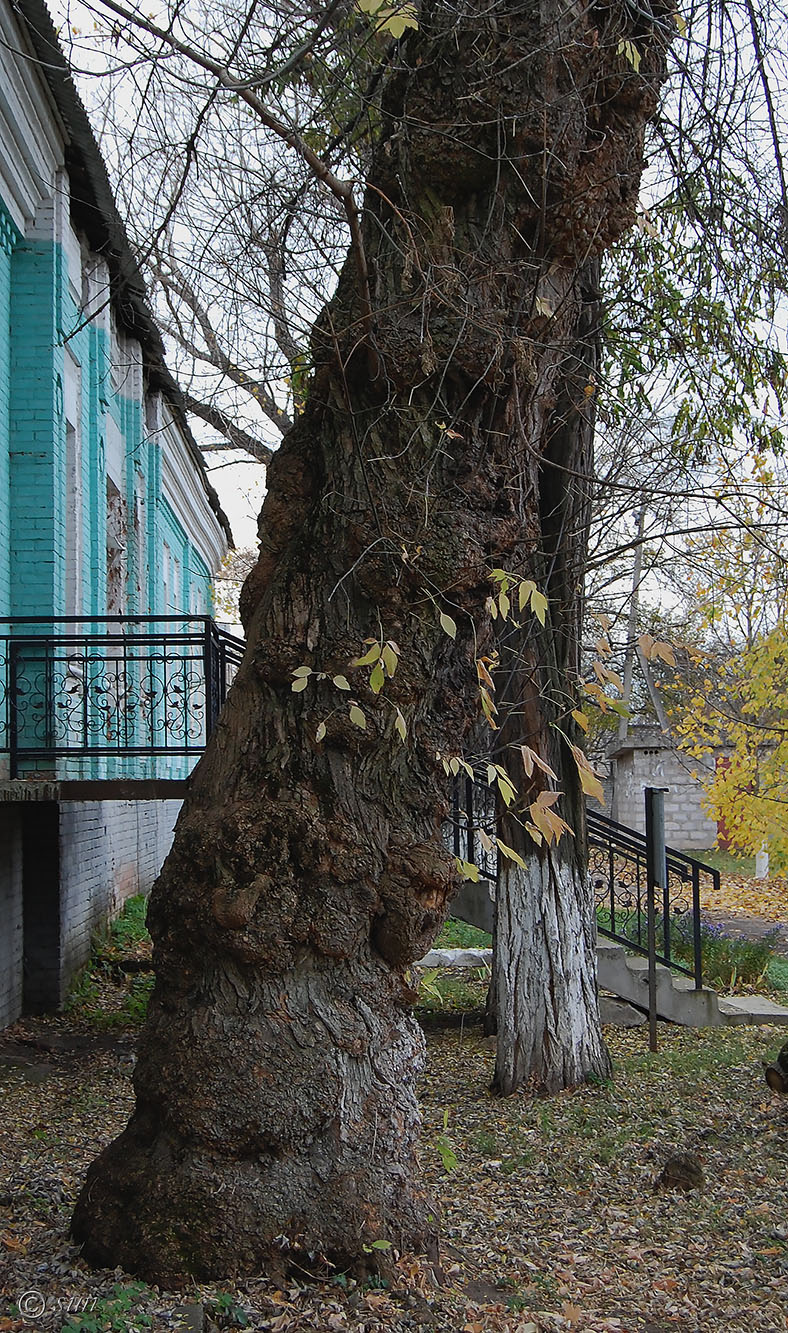 Image of Acer negundo specimen.