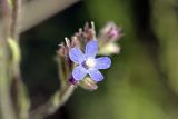 Anchusa azurea. Цветок. Южный Казахстан, хр. Боролдайтау, ущ. Кокбулак. 13.05.2008.