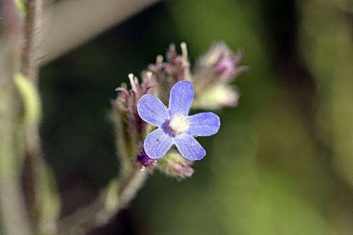 Изображение особи Anchusa azurea.