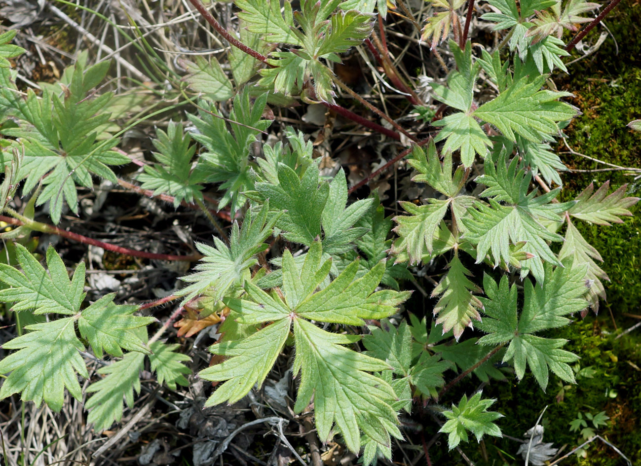 Image of genus Potentilla specimen.