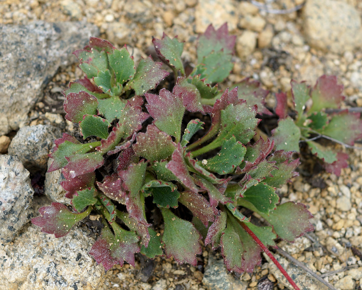 Image of Micranthes punctata specimen.