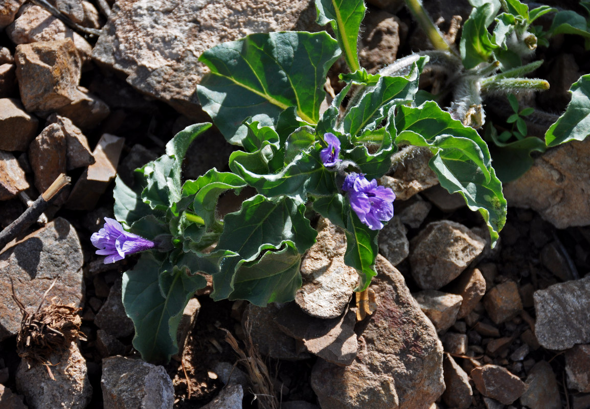 Image of Physochlaina physaloides specimen.