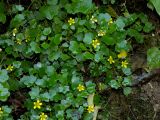 Saxifraga cymbalaria