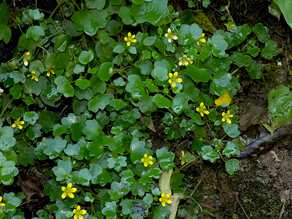 Изображение особи Saxifraga cymbalaria.