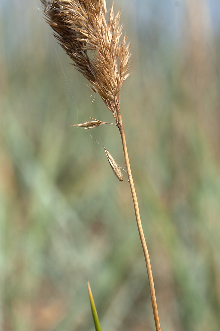 Изображение особи Calamagrostis meinshausenii.