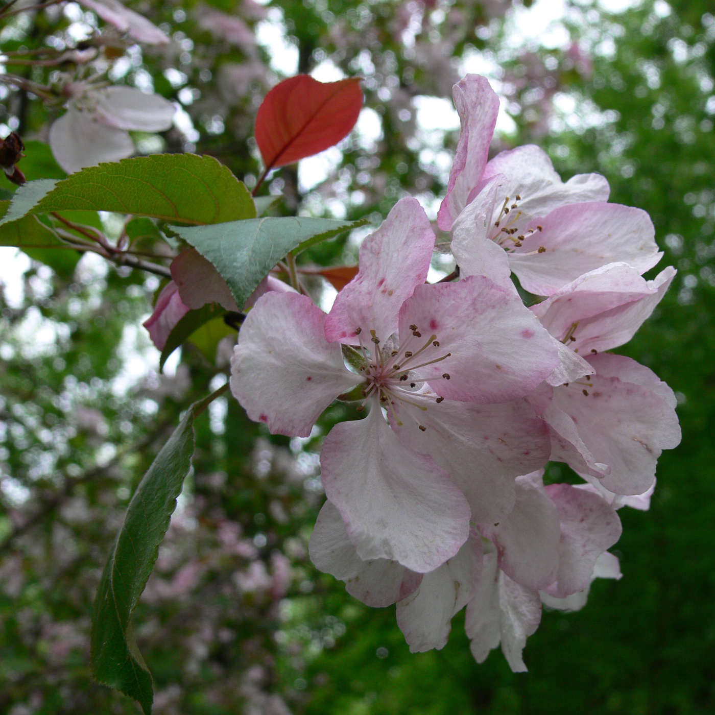 Image of Malus niedzwetzkyana specimen.