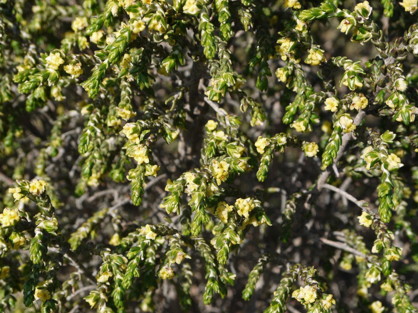 Image of Thymelaea hirsuta specimen.