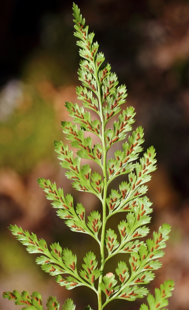 Image of Asplenium adiantum-nigrum specimen.