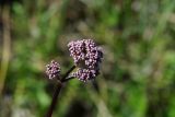 Valeriana dubia. Формирующееся соцветие. Восточный Казахстан, г. Усть-Каменогорск, восточные окр., Лесхоз, склон сопки. 22.05.2018.