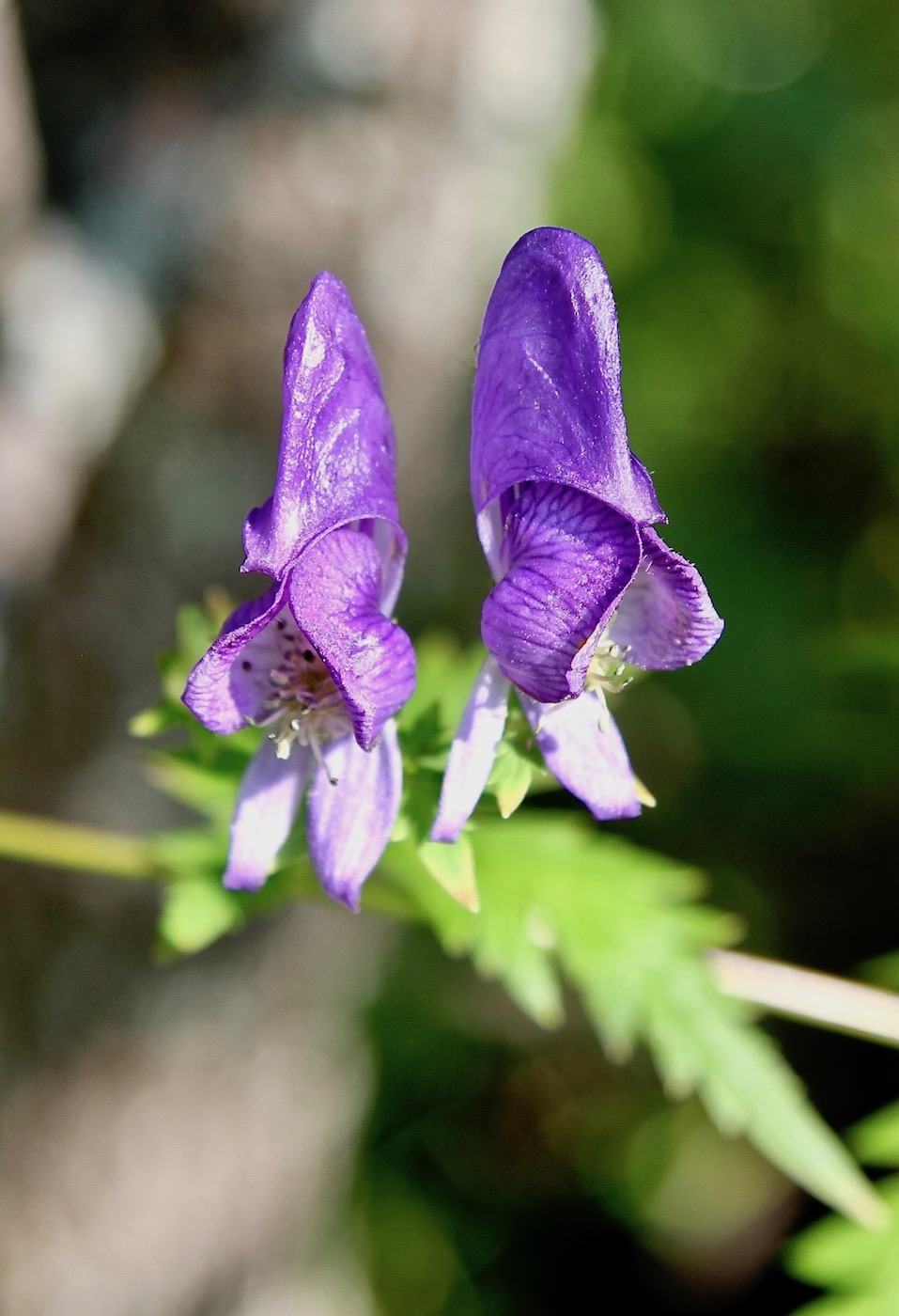 Image of Aconitum raddeanum specimen.