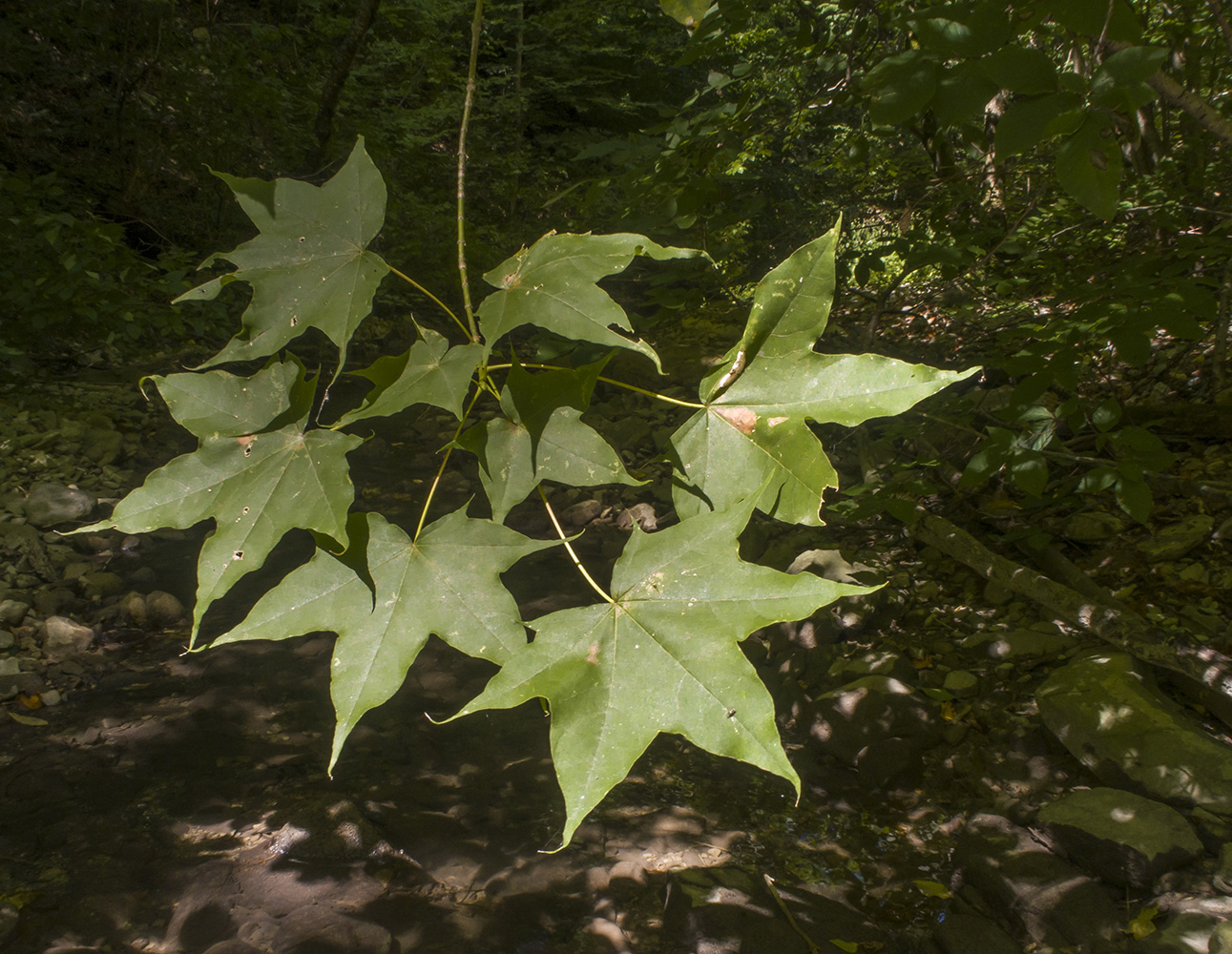 Image of Acer cappadocicum specimen.