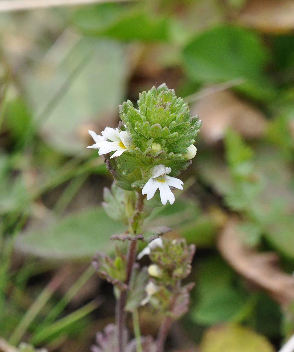 Image of genus Euphrasia specimen.