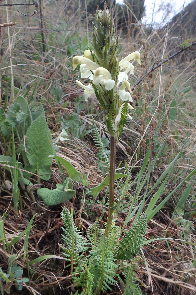 Image of Pedicularis dolichorrhiza specimen.