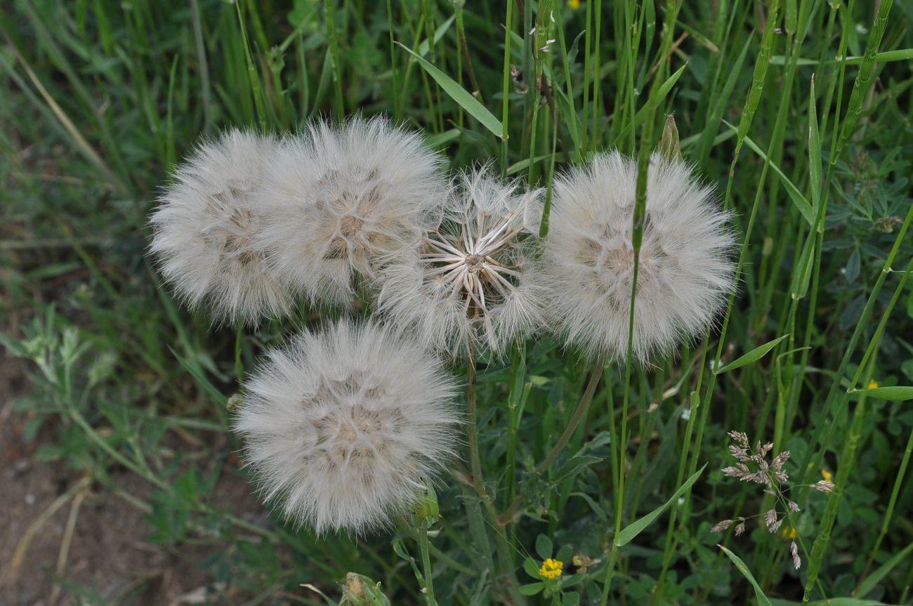 Image of genus Tragopogon specimen.