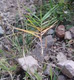 Phragmites australis