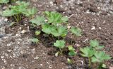 Aconitum lamarckii