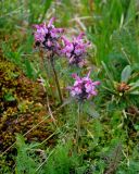 Pedicularis fissa. Цветущие растения. Красноярский край, Ермаковский р-н, природный парк \"Ергаки\", берег оз. Мраморное, ≈ 1600 м н.у.м., на поросшем мхом камне. 16.07.2018.