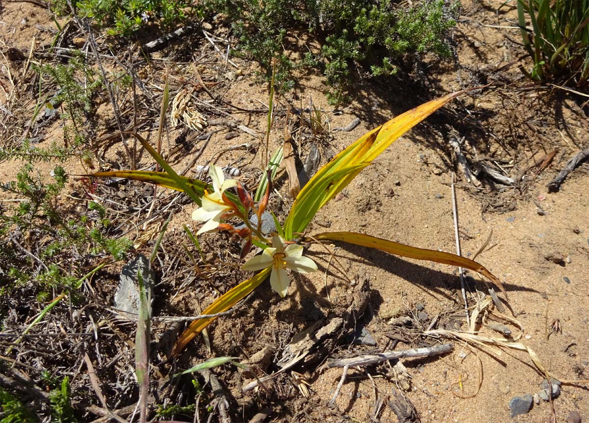 Image of Wachendorfia paniculata specimen.