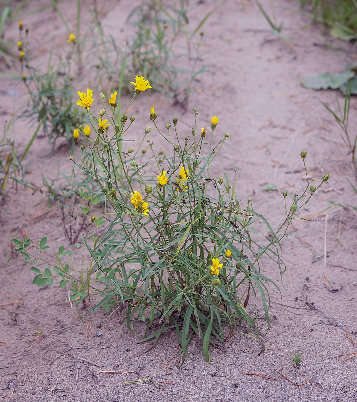 Image of Hieracium filifolium specimen.