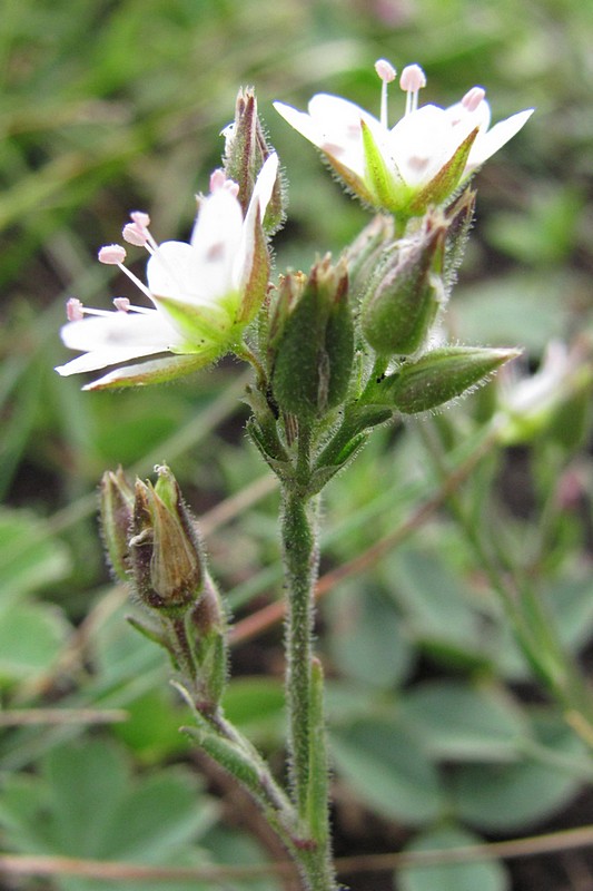 Image of Minuartia hirsuta specimen.