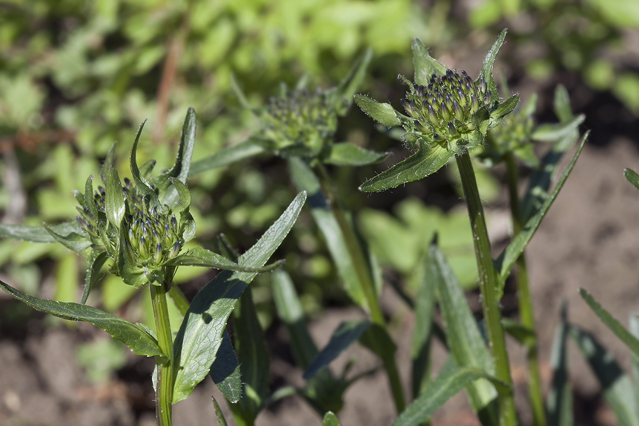 Изображение особи Phyteuma orbiculare.