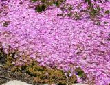 Drosanthemum floribundum