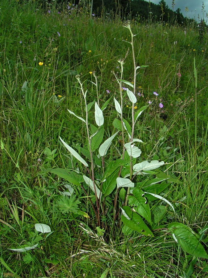 Image of Saussurea controversa specimen.