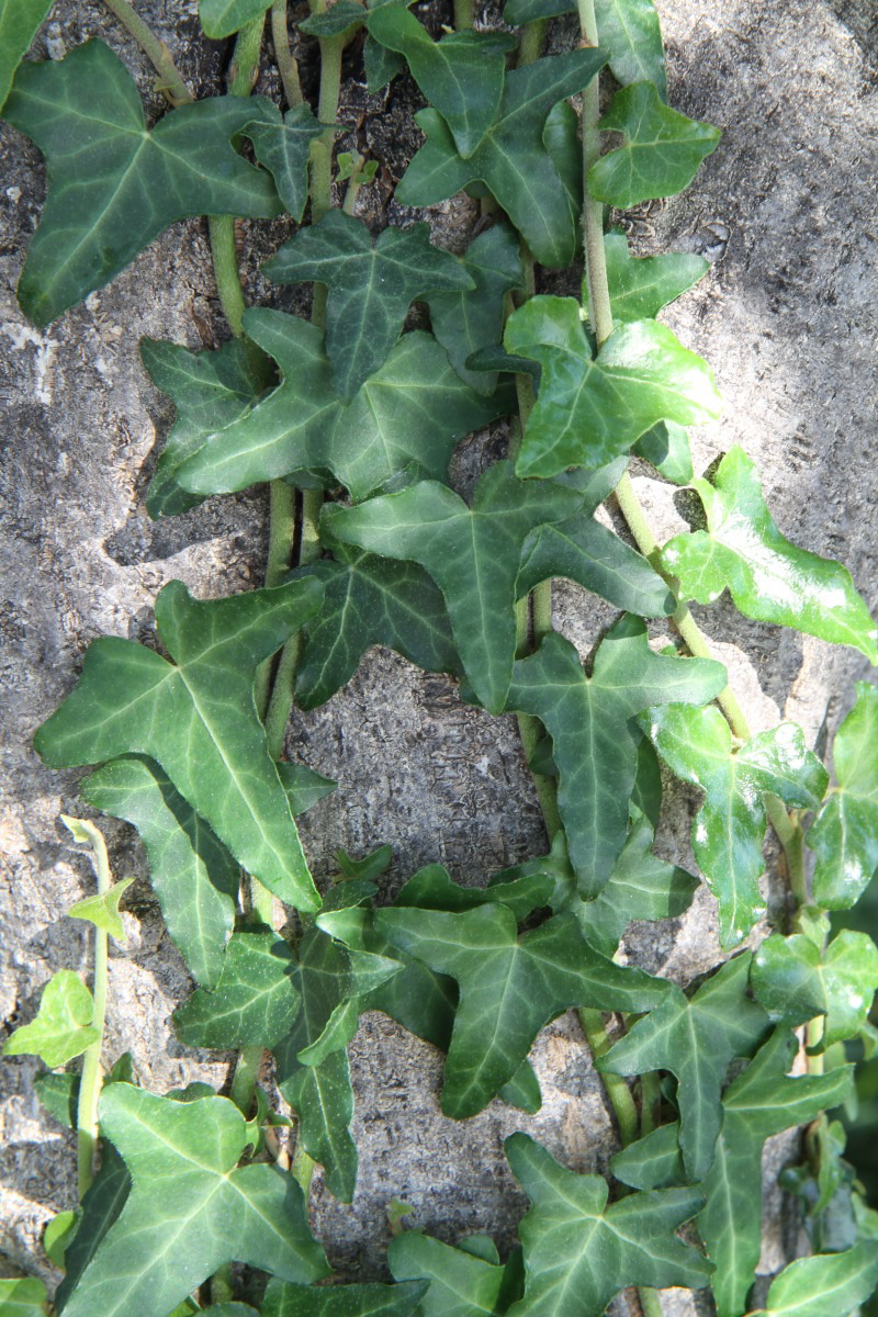 Image of Hedera helix specimen.