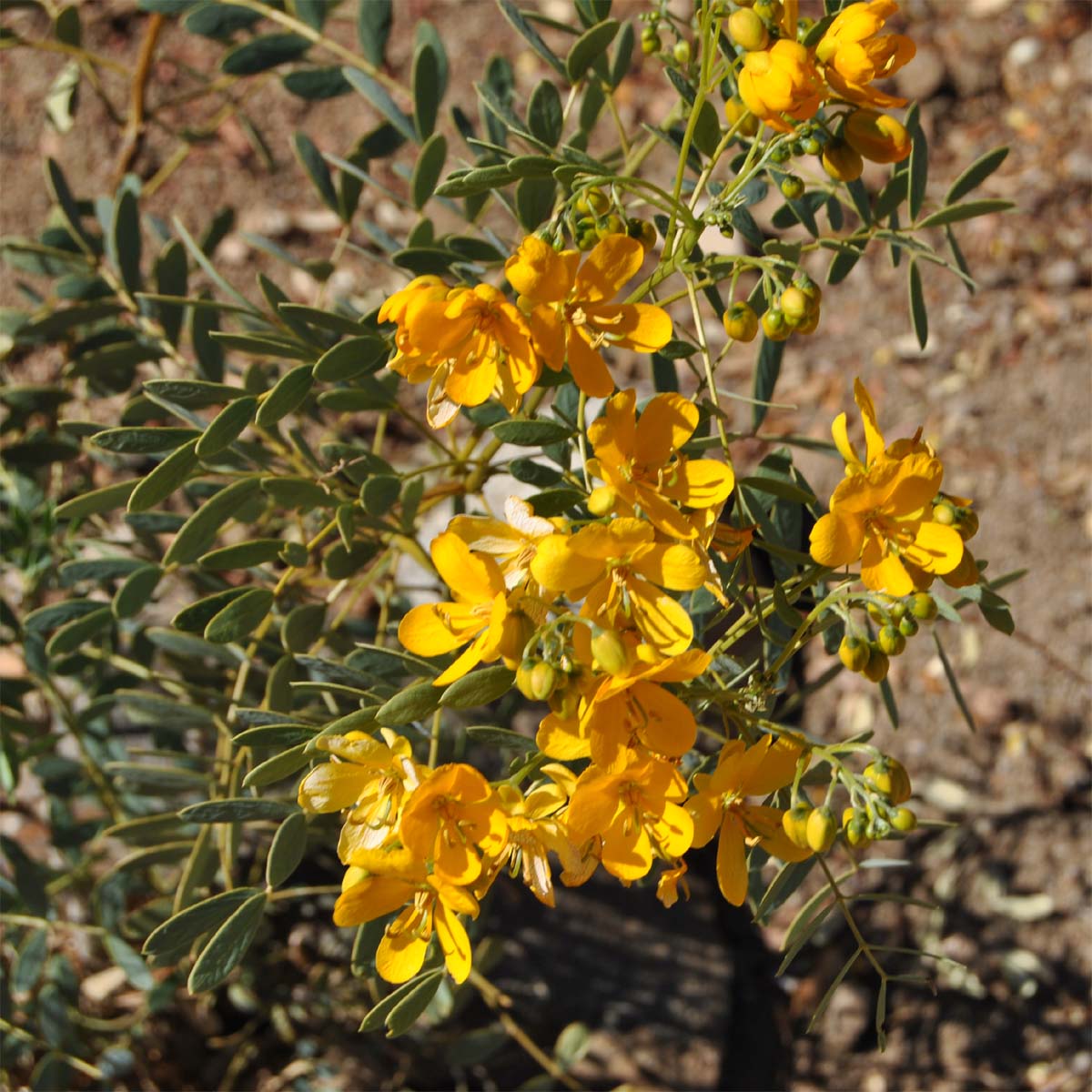 Image of Senna cumingii var. coquimbensis specimen.